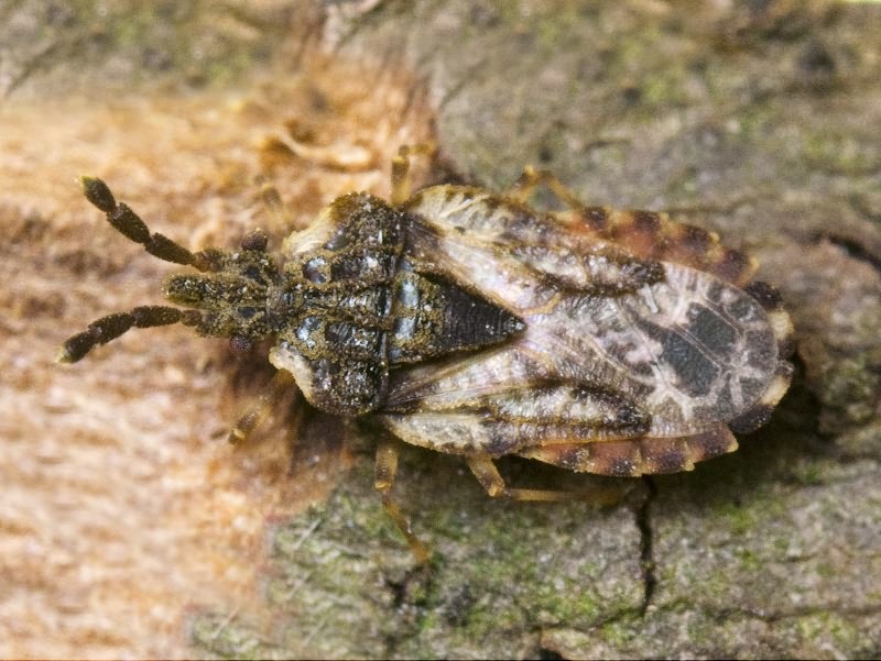 Aradus depressus (Fabricius, 1794)